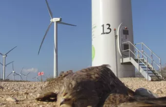 Νεκρό γεράκι δίπλα σε ανεμογεννήτρια