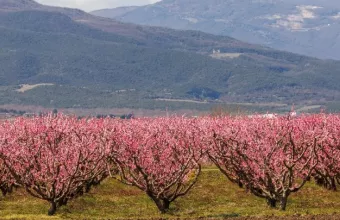Ροδακινιές