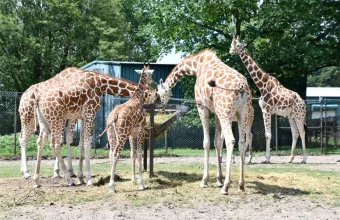 Ζωολογικός κήπος