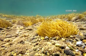 Θαλάσσια προστασία ωκεανών