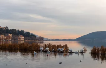 kastoria
