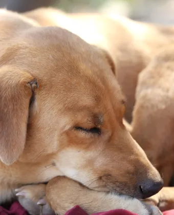 Λαμπραντόρ
