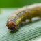 Spodoptera frugiperda: «Επικίνδυνη πεταλούδα» καταστρέφει καλλιέργειες