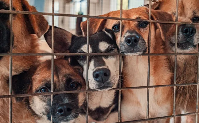 55χρονος είχε μετατρέψει το σπίτι του σε παράνομο κυνοκομείο – Κρατούσε 68 σκυλιά σε άθλιες συνθήκες 
