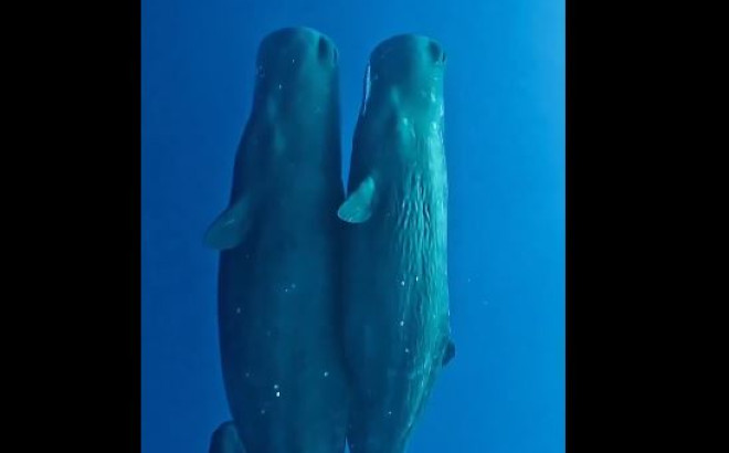Σπάνια εικόνα: Οικογένεια φαλαινών κοιμάται γαλήνια στον ωκεανό – Mαγικό βίντεο 