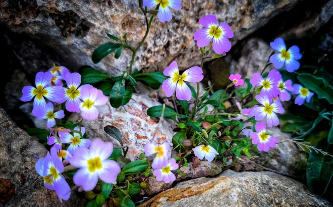Εορτολόγιο