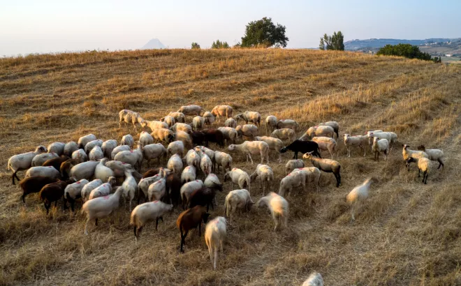 Αιγοπρόβατα