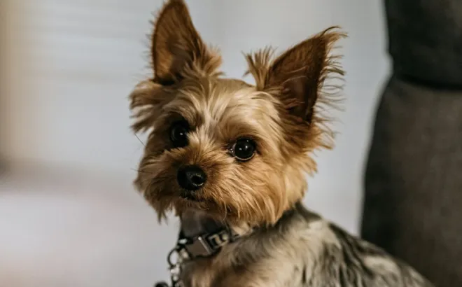 Τι πρέπει να έχει πάντα το φαρμακείο του σκύλου σου