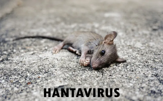 Hantavirus