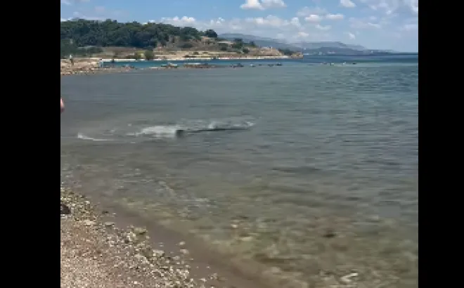 καρχαρίας