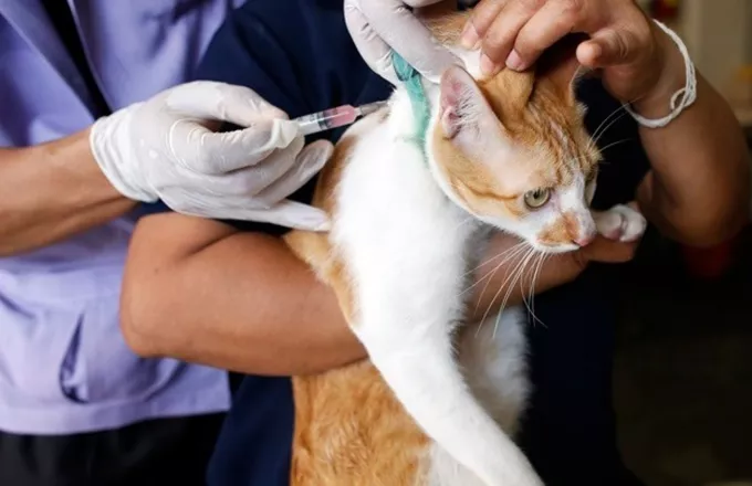 Δημιουργούν εμβόλιο για την αλλεργία στις γάτες