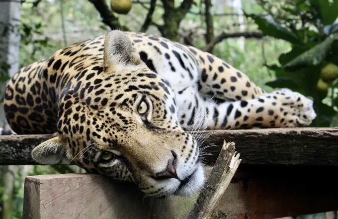 Τι απαντά η Ευρωπαϊκή Ένωση Ζωολογικών Πάρκων για τη θανάτωση των τζάγκουαρ