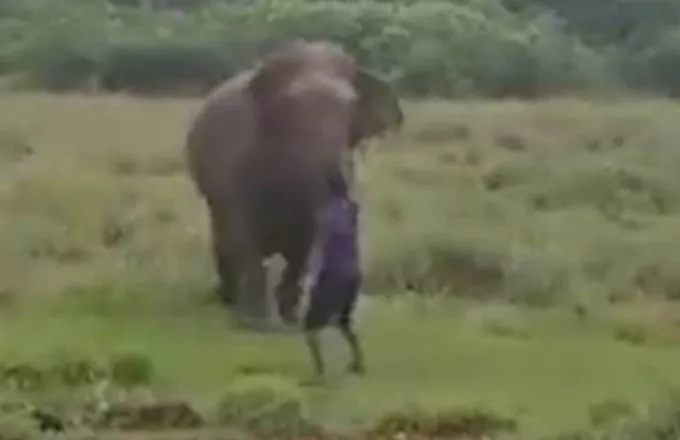 Άγριος ελέφαντας ποδοπατά άνδρα μέχρι θανάτου 