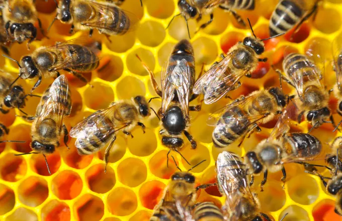 To κίνημα «Σώστε τις μέλισσες!» μαζεύει υπογραφές για την προστασία τους