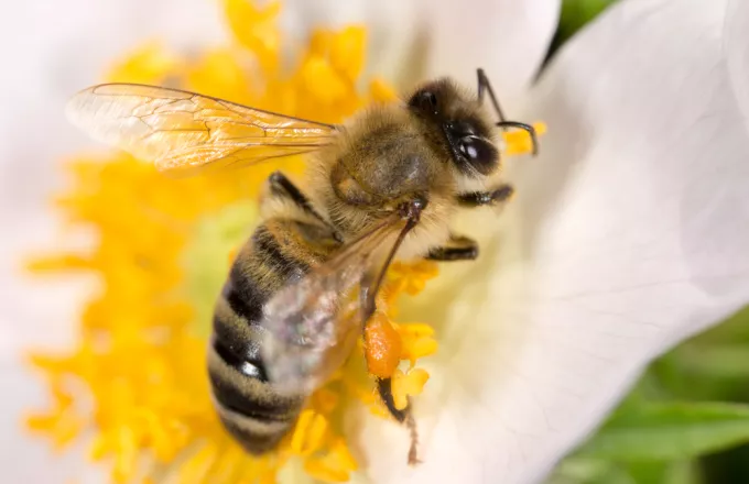 Βρήκαν τέσσερις μέλισσες στο μάτι 28χρονης. Τρέφονταν από τα δάκρυά της! 
