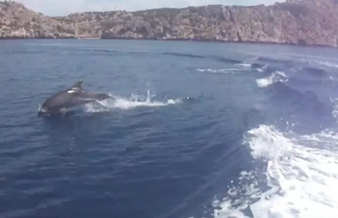 Μοναδικά πλάνα με δελφίνια στην Κορινθία (video)