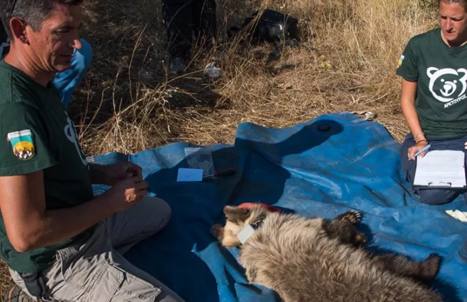 Αρκουδάκι 10 μηνών απεγκλωβίστηκε από παράνομη παγίδα σε αμπελώνα στα Τρίκαλα (vid)