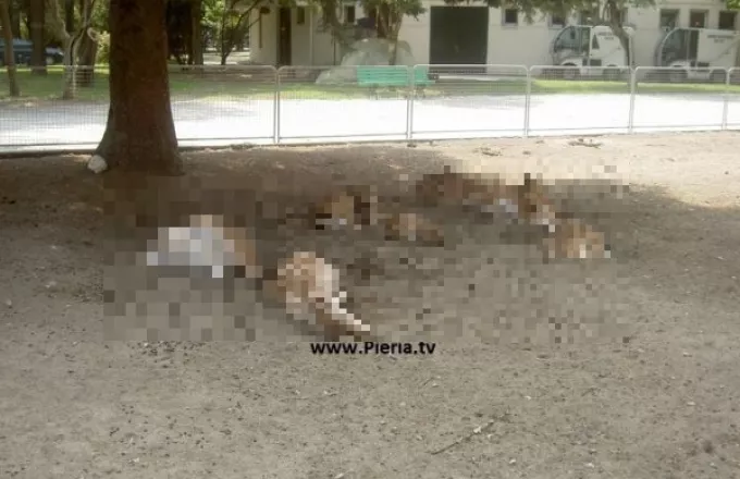 Αδέσποτα σκυλιά επιτέθηκαν και σκότωσαν τα ελάφια στην Κατερίνη