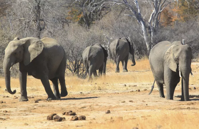Μποτσουάνα: Μυστήριο και προβληματισμός γύρω από τον θάνατο 300 ελεφάντων σε 2 μήνες