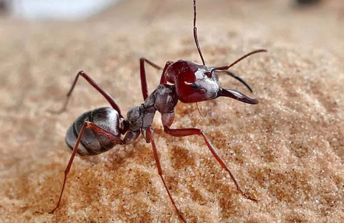 Το πιο γρήγορο μυρμήγκι στον κόσμο: Πιάνει σχεδόν 1 μέτρο το δευτερόλεπτο (video)
