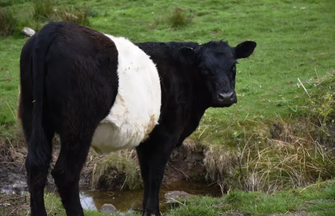 Έρευνα: Αγελάδες μεταμφιεσμένες σε ζέβρες αποφεύγουν τα τσιμπήματα των μυγών
