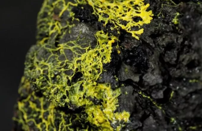 O πιο περίεργος ζωικός οργανισμός: Κιτρινωπό ον σαν μύκητας με συμπεριφορά ζώου