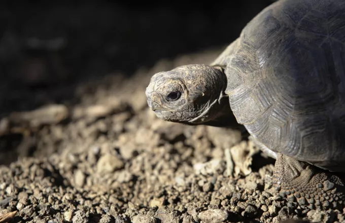 Ισημερινός: Τσουχτερό πρόστιμο σε οδηγό λεωφορείου που πάτησε χελώνα είδους προς εξαφάνιση