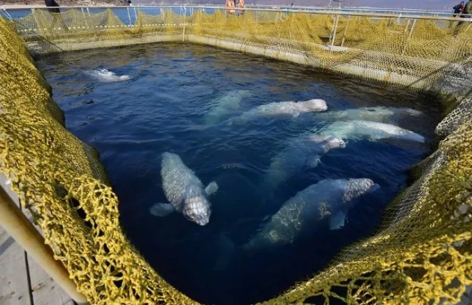 Ρωσία: Απελευθερώθηκαν κι οι τελευταίες φάλαινες μπελούγκα που κρατούνταν αιχμάλωτες