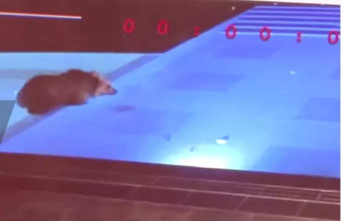 Αρκούδα - κολυμβητής: "Πιάστηκε" να δροσίζεται τα βράδια σε πισίνα ξενοδοχείου και έγινε viral (Video)