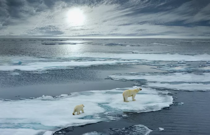 Πολικές αρκούδες προσπαθούν απεγνωσμένα να σταθούν πάνω στους πάγους που λιώνουν (vid)