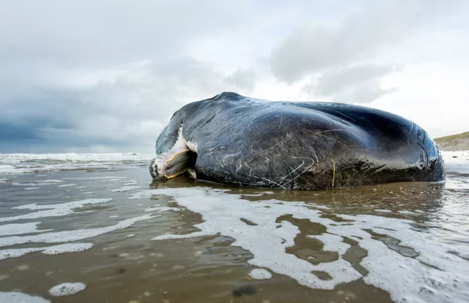 Φάλαινα με 100 κιλά σκουπίδια στο στομάχι νεκρή στις ακτές της Σκωτίας