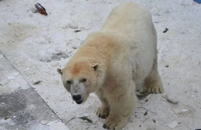 Η επέλαση της αρκούδας : Πάνω από 50 πεινασμένες αρκούδες εισέβαλαν σε ρωσικό χωριό (vid)