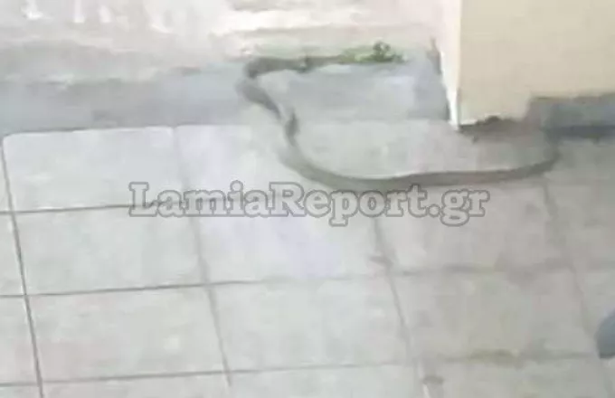 Μεγάλο φίδι σε πυλωτή πολυκατοικίας στο κέντρο της Λαμίας (vid)