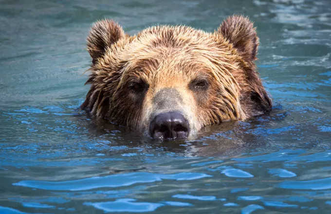 ΗΠΑ: H εντυπωσιακή διάσωση αρκούδας από οικογένεια που είχε πάει για ψάρεμα (vid)