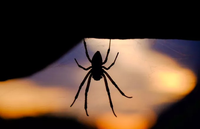 Πείραμα NASA: Έδωσαν καφεΐνη και μαριχουάνα σε αράχνες -Πώς επηρέασαν τον ιστό