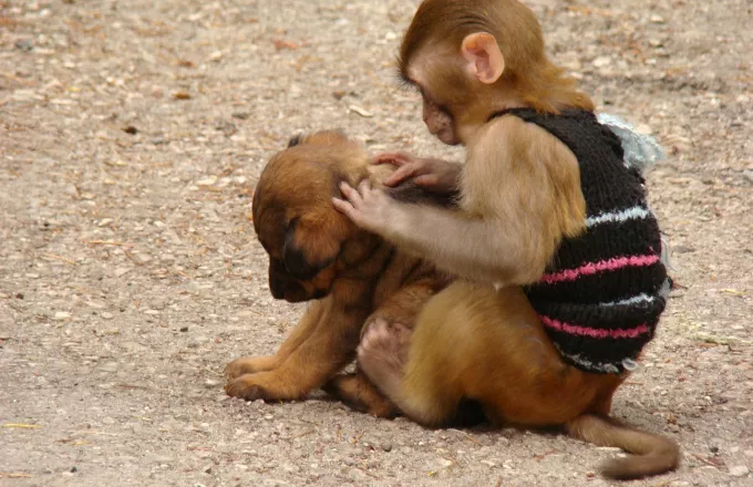 «Εγώ πότε θα γίνω μάνα;»: Mαϊμού στην Μαλαισία, φέρεται να απήγαγε κουτάβι για να το μεγαλώσει (pic+vid)