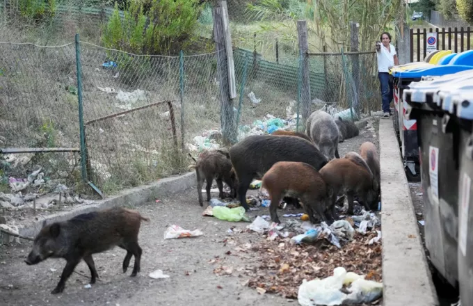 Εκλογές στη Ρώμη με σκουπίδια και αγριογούρουνα - Απίστευτες εικόνες (pics, vid)