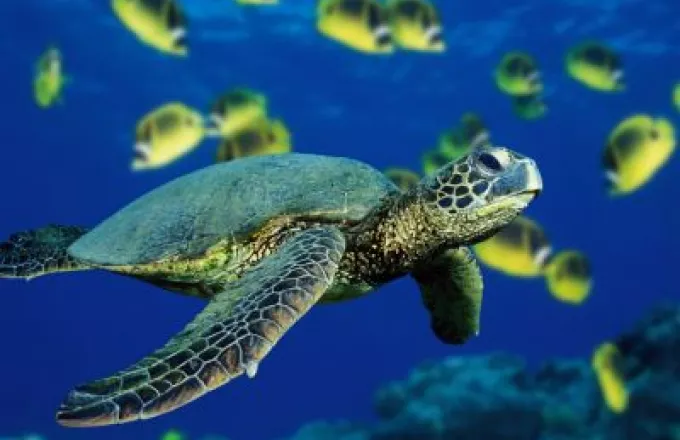 Πρόβλημα για τις θαλάσσιες χελώνες