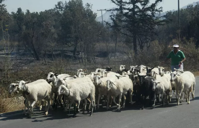 Χανιά: Πυροβολισμοί κατά κτηνοτρόφου στο χωριό Μαλάθυρος