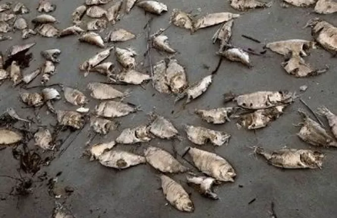Νεκρά ψάρια ξεβράζονται στον ποταμό Ευρώτα