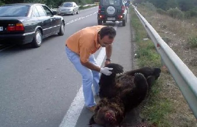 Εγνατία: Ακόμη μία αρκούδα θύμα τροχαίου 