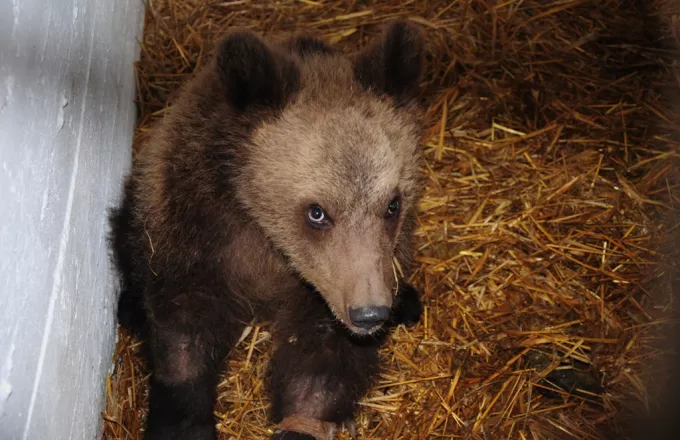 Νεαρή αρκούδα σκοτώθηκε σε τροχαίο στην Καστοριά