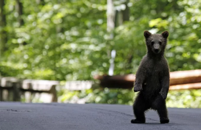 Ιωάννινα: Επιχείρηση διάσωσης για σοβαρά τραυματισμένο αρκουδάκι