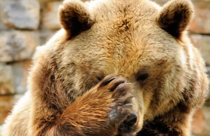 Καστοριά: Μία κατεργάρα... αρκούδα προκαλεί προβλήματα