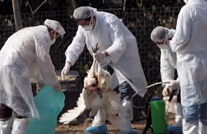 Βουλγαρία: Ευθανασία 12.000 πουλερικών-Εντοπίστηκε εστία της γρίπης "Η5"