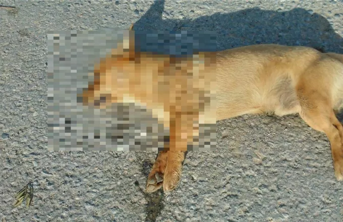 Κρήτη: Επαναλαμβανόμενα κρούσματα κτηνωδίας στο Αρκαλοχώρι- Θανάτωση σκύλων