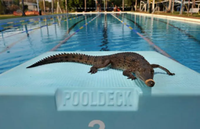 Κροκόδειλος κολυμπούσε σε δημόσια πισίνα 