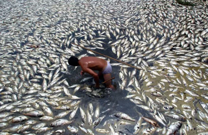 "Εισαγόμενη ρύπανση" σκοτώνει ψάρια