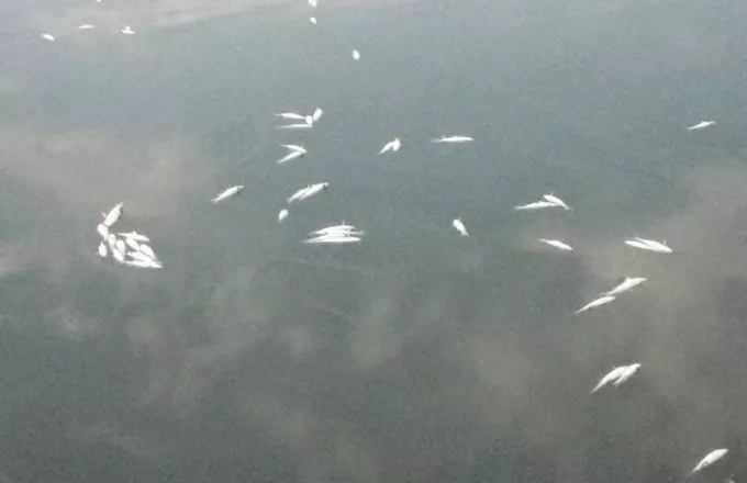 "Νεκροταφείο" ψαριών η λίμνη Βιστωνίδα - εκατοντάδες νεκρά ψάρια (φωτό) 