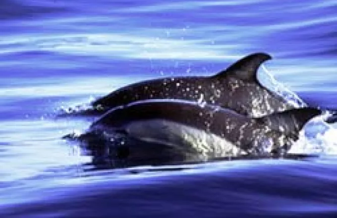 Απειλούνται με εξαφάνιση τα δελφίνια 